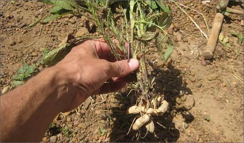 Актуальная информация: как вырастить арахис на огороде