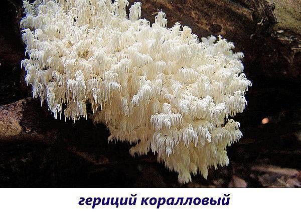 Веселка обыкновенная (phallus impudicus): вонючий и супер полезный гриб