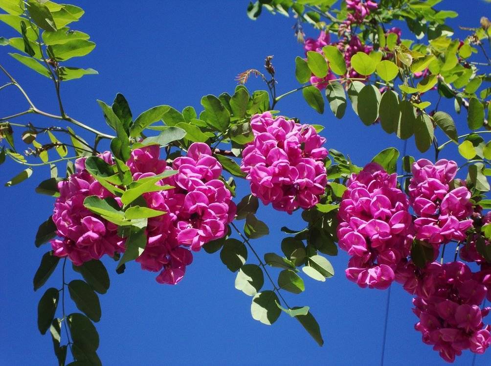Розовая акации — робиния клейкая, экзотичная в период цветения, украсит сад даже в средней полосе.