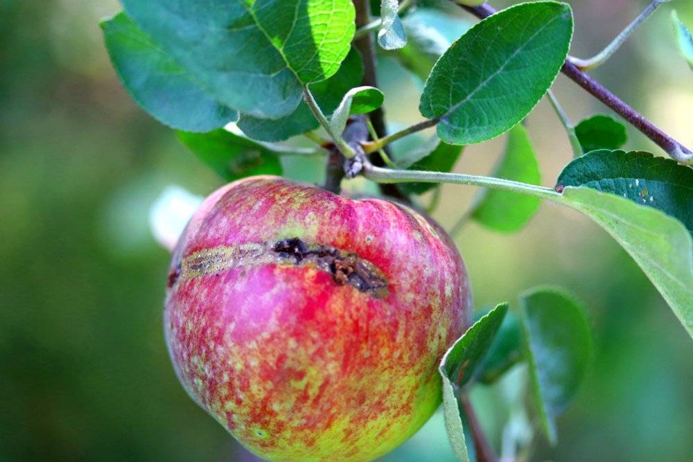 Чем обработать яблоню, грушу и сливу в июле против болезней и вредителей