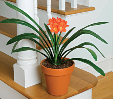 Цветы кливия: выращивание в домашних условиях