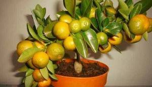 Мандариновое дерево в горшке: особенности выращивания в домашних условиях