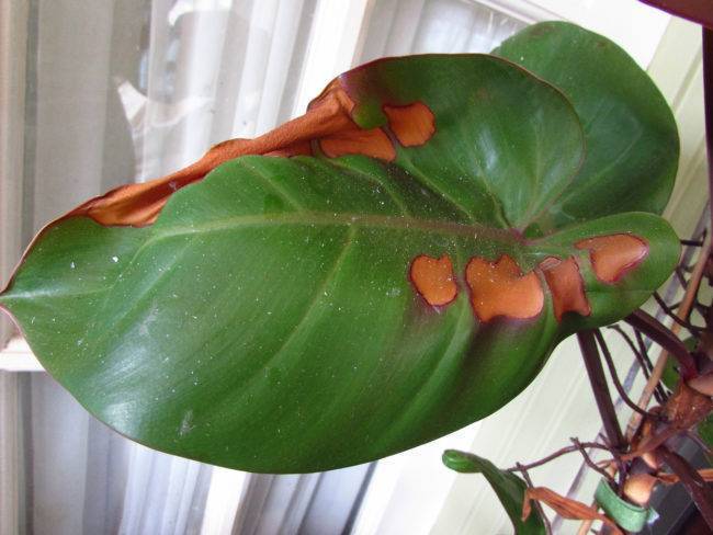 Уход за антуриумом в домашних условиях — почему сохнут листья?