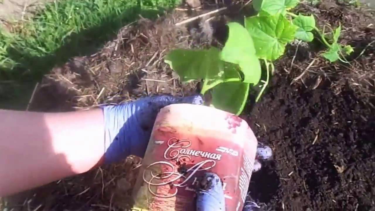 Рассада огурцов — 7 простых способов выращивания в домашних условиях