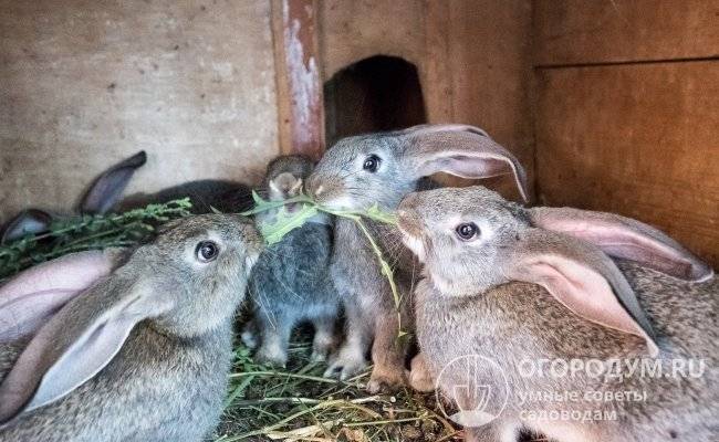 Выращивание кроликов: что нужно для организации фермы и советы для начинающих как начать выращивание кролей (105 фото и видео)
