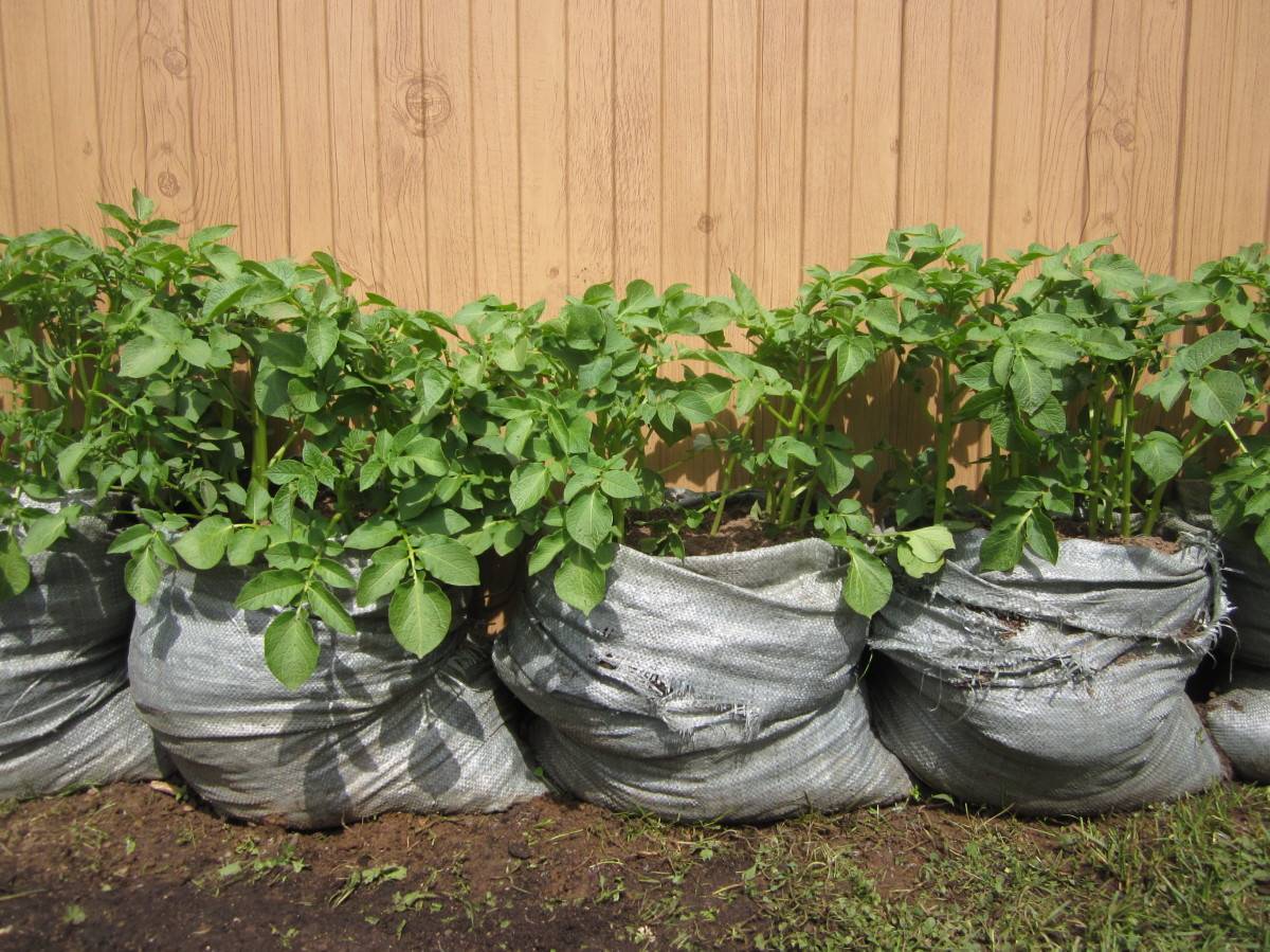 Выращивание картофеля оригинальным способом прямо в мешках