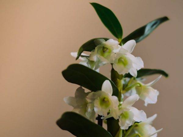 Нежная красавица орхидея дендробиум – фото растения, инструкция по пересадке в домашних условиях