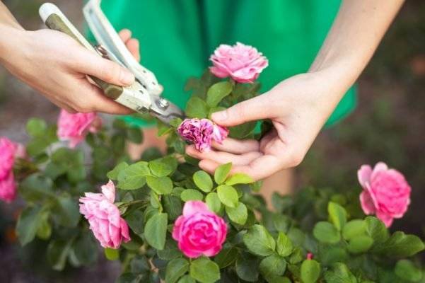 Как ухаживать за розами в саду