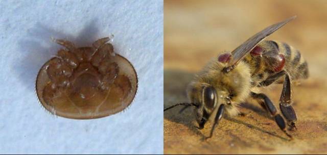 Как обрабатывать пчел от клеща бипином
