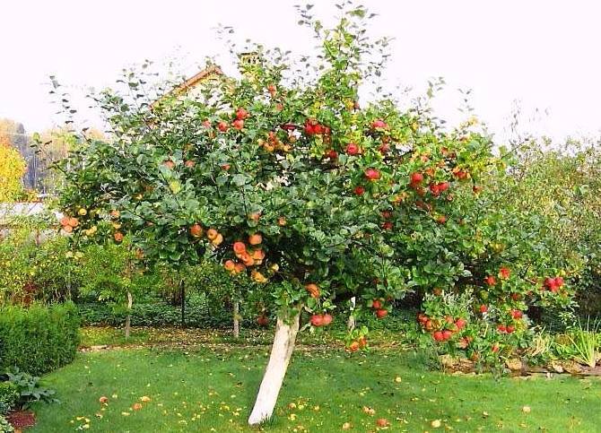 Хорошо известный и любимый многими сорт яблонь уэлси