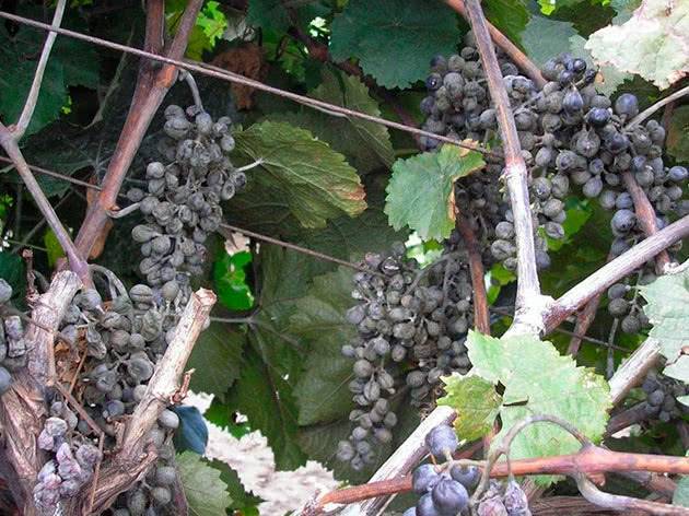 Милдью винограда – 4 этапа профилактики и описание самых эффективных средств