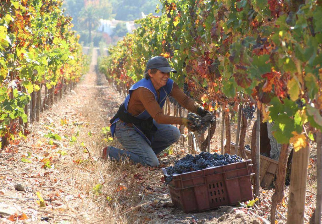 Сорт винограда Шардоне - особенности сорта, правила выращивания