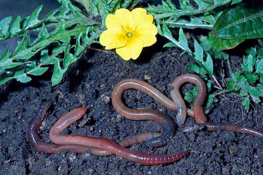Дождевые черви — зачем нужны и как их развести для производства удобрения?