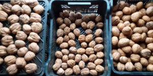 Грецкий орех: описание, посадка и выращивания