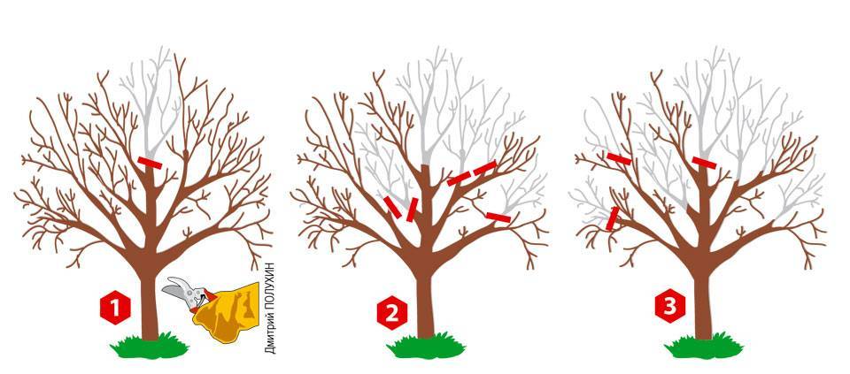 Как обрезать плодовые деревья летом – 5 простых и эффективных приемов