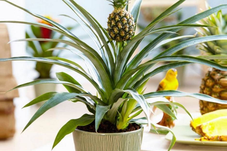 Как самостоятельно вырастить ананас: подробная инструкция
