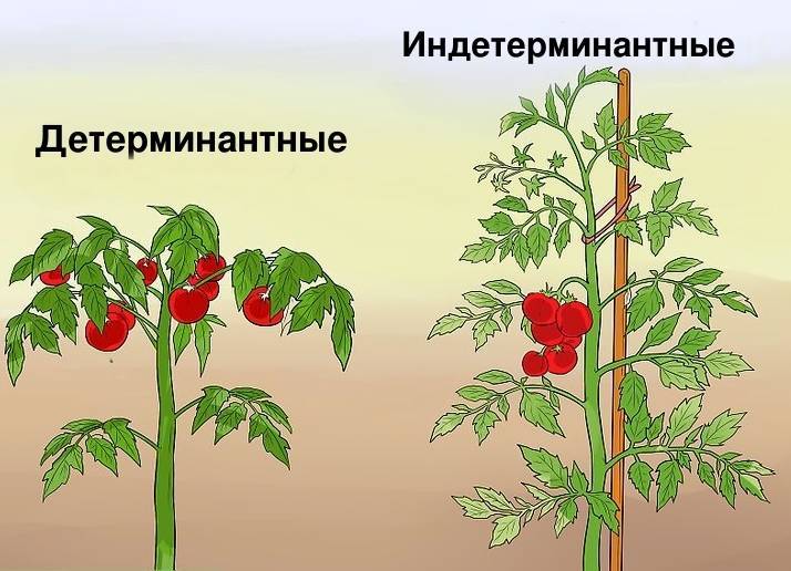 Пасынкуем томаты правильно и выбираем непасынкующиеся сорта