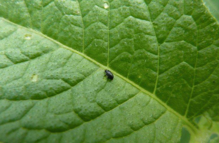 Препарат «регент» – это спасение растений и дома от насекомых-вредителей