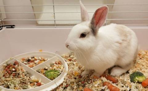 Чем кормить кроликов зимой в домашних условиях?