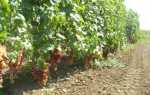 Посадка на приусадебном участке и уход за диким виноградом