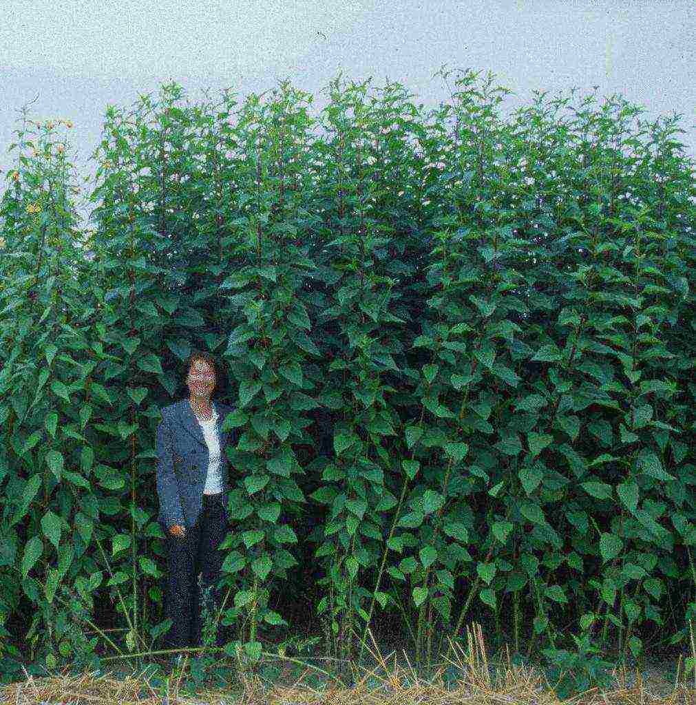 Топинамбур можно и нужно выращивать на дачном участке