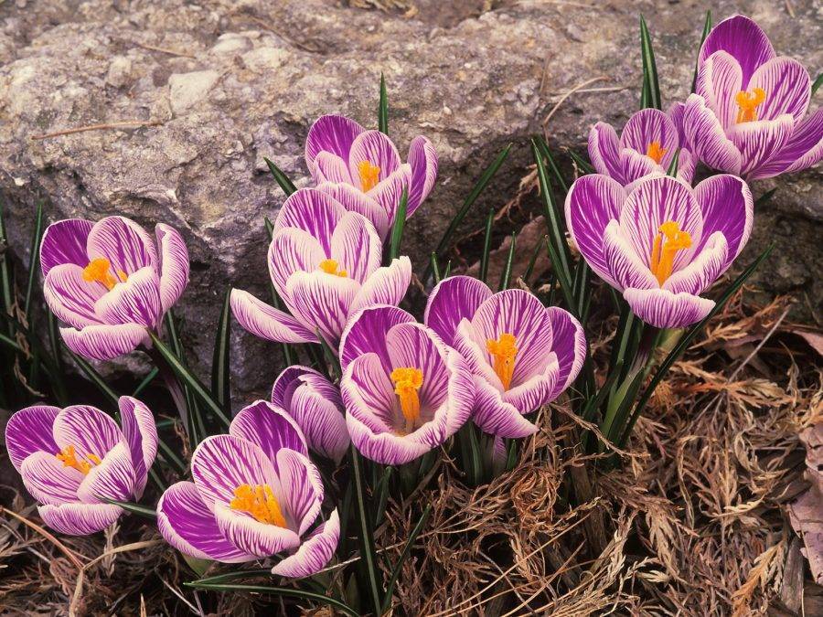 Крокус цветок — разновидности растения для сада