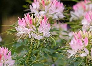Цветок клеома: описание и уход за растением