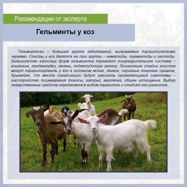 Если начался понос у козы, что делать? методы лечения и диагностики