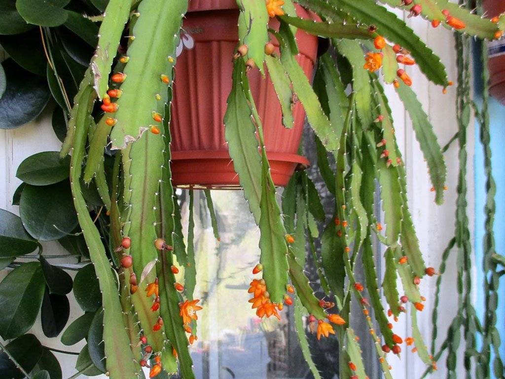 Какие виды кактусов нам известны и какие мы выращиваем дома