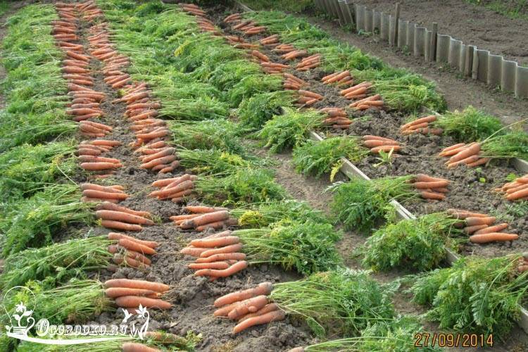 Лучшие сорта моркови для хранения на зиму