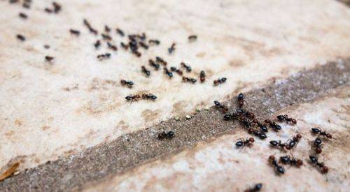 Борная кислота от муравьев в огороде: действие и применение