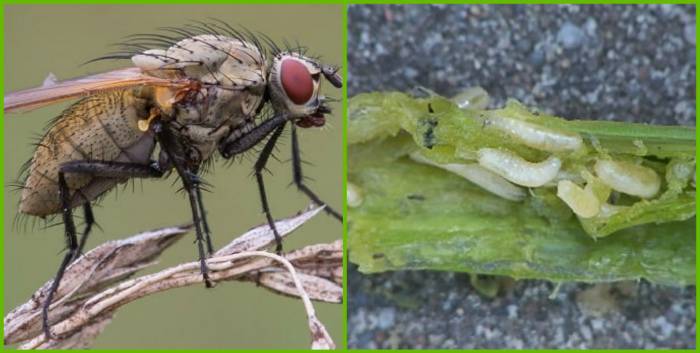 Луковая муха — как быстро избавиться?