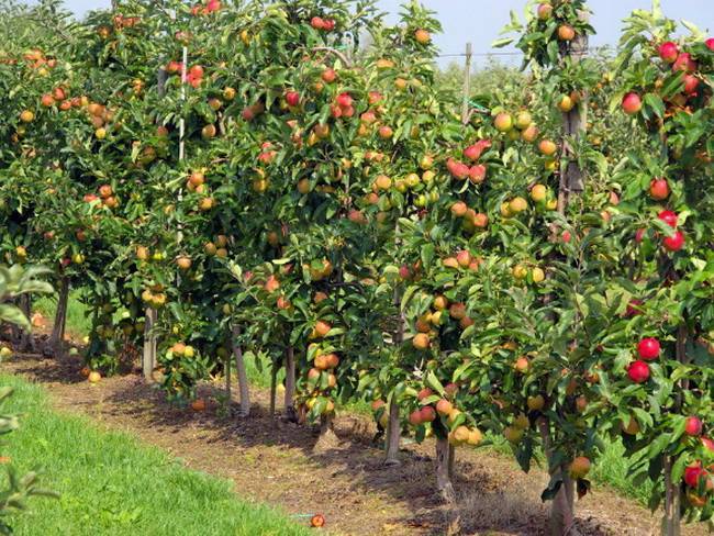 Сорт яблони услада: описание, характеристики, болезни и вредители