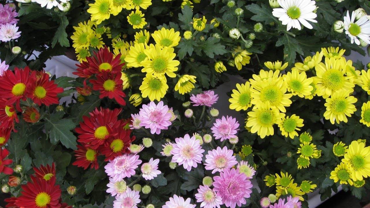 Хризантема садовая мелкоцветковая: описание и выращивание