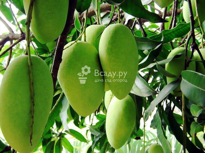 Ароматное манго в домашних условиях: как растет, каковы особенности ухода и выращивания?