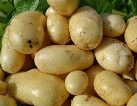 Лучшие сорта картофеля на 2020 год: самые вкусные и урожайные