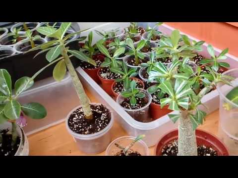 Увлекательное проращивание семян адениума