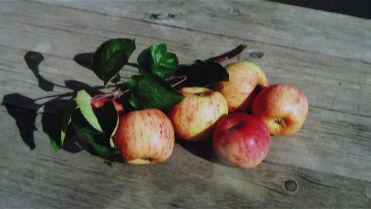 Зимостойкие сорта яблонь для урала и сибири
