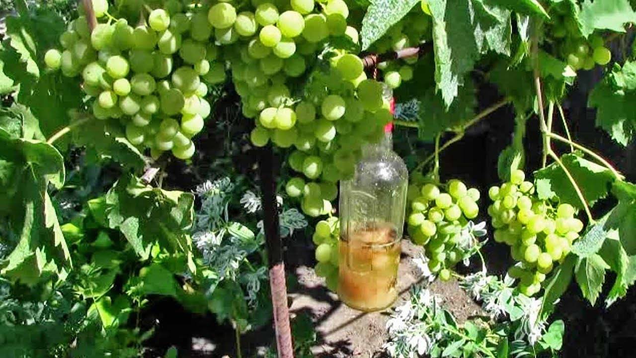 Виноград: посадка и уход в открытом грунте за виноградником, болезни лозы с фото, для чего нужен уход, видео о вредителях винограда