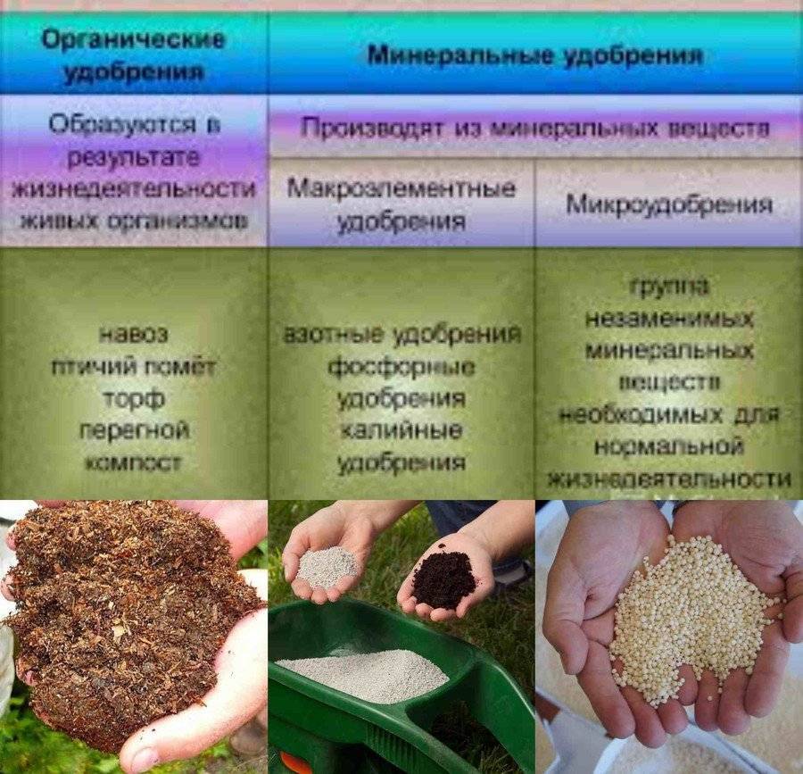 Растение широкого применения — масличная редька. как выращивается и для чего используется?