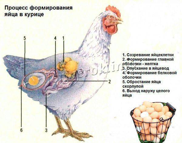 Суточное питание курицы несушки: нормы и подробный рацион на 1 день