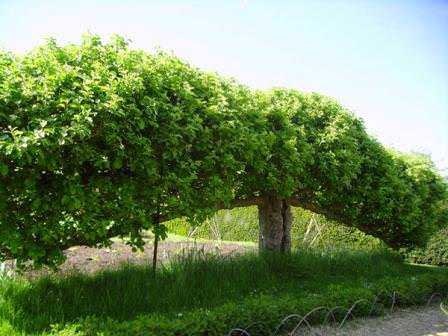 Деревья на шпалерах: правила выращивания и ухода