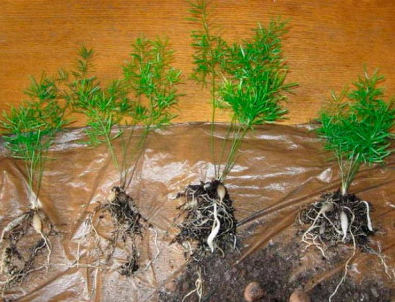 Аспарагус - выращивание из семян. личный опыт