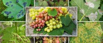 Обработка винограда от вредителей и болезней весной и летом