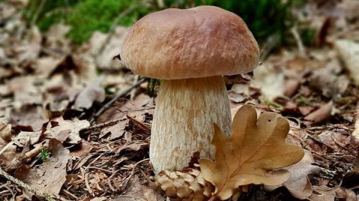 Как собирать грибы в лесу — элементарные правила