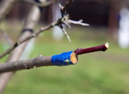 Прививка плодовых деревьев весной: раскрываем все секреты