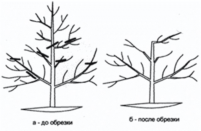 Обрезка черешни – обеспечение урожайности дерева