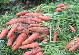 Посадка моркови в 2020 году: календарь, когда сажать