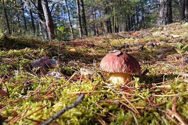Как правильно собирать грибы в лесу, правила