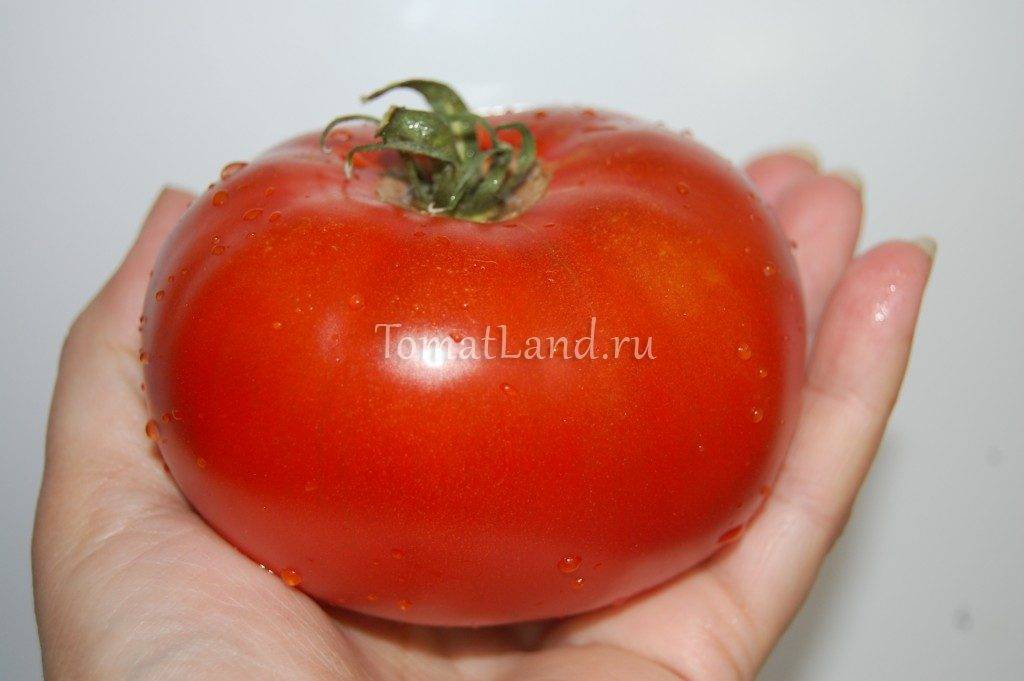 Сорт томатов батяня